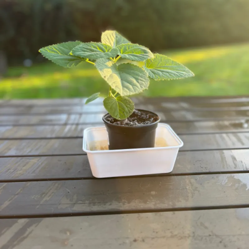 Paulownia Elongata Basic S - Premium Paulownia sapling - A small paulownia elongata